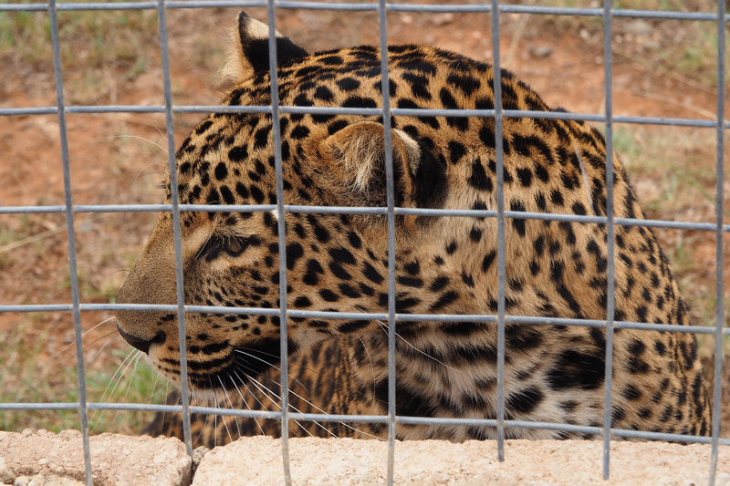 Leopard focussed on the sheep