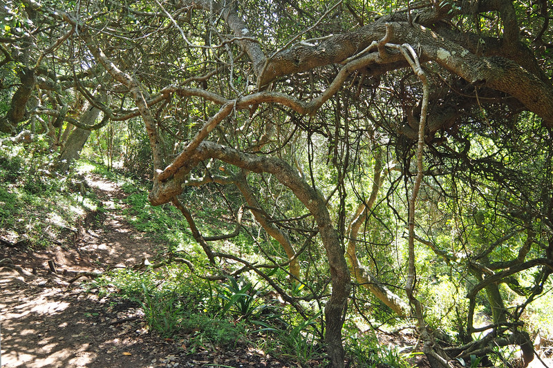 Milkwood Bushbuck Trail