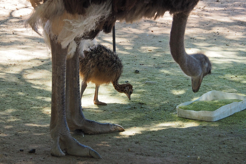 Baby Ostrich 