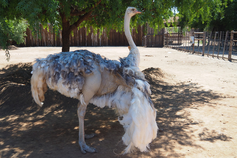 White Ostrich cooling itself