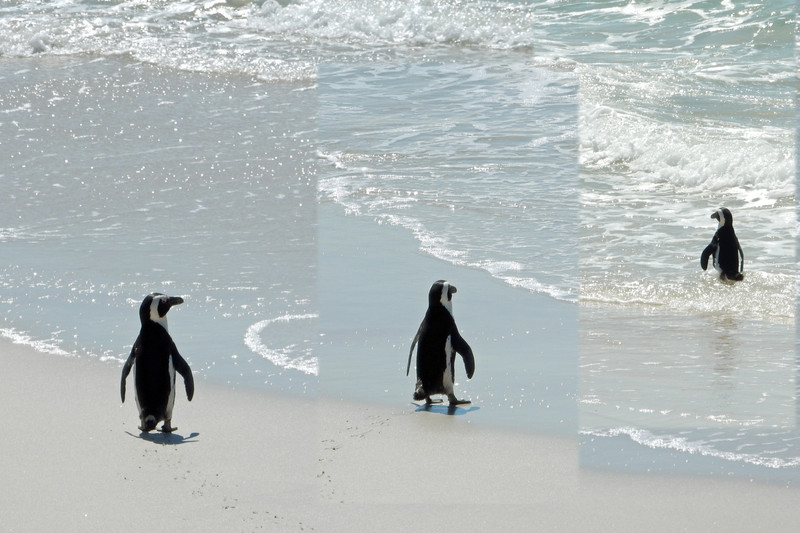 Penguin going for a sea bath