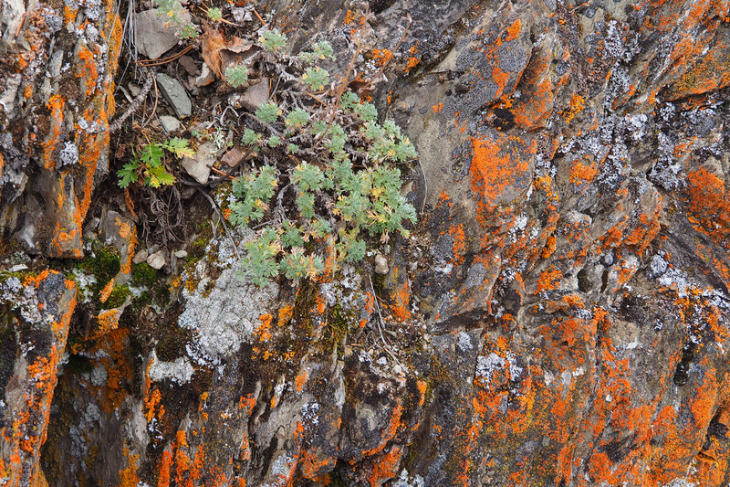 Lichen highlight the rocks 