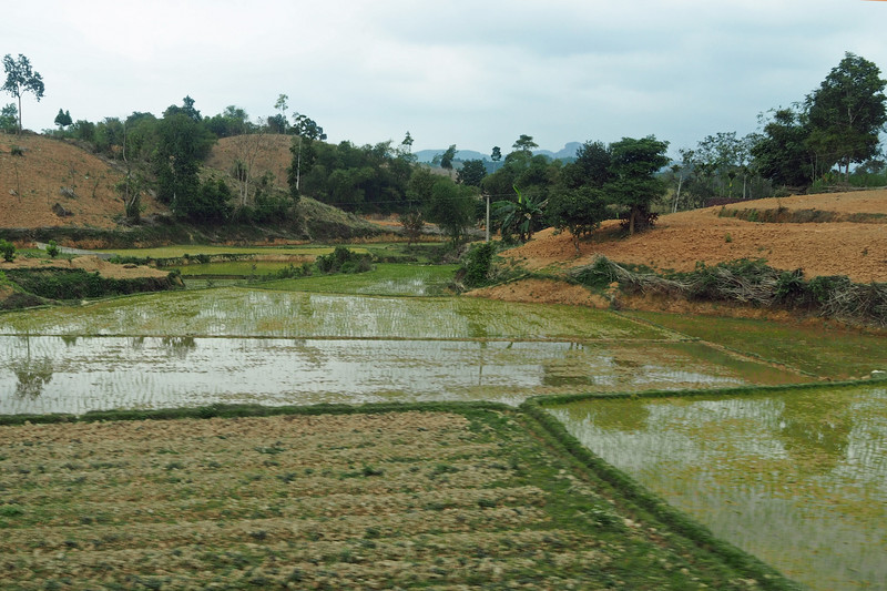 Rice fields 