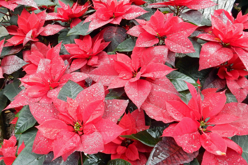 Poinsettia