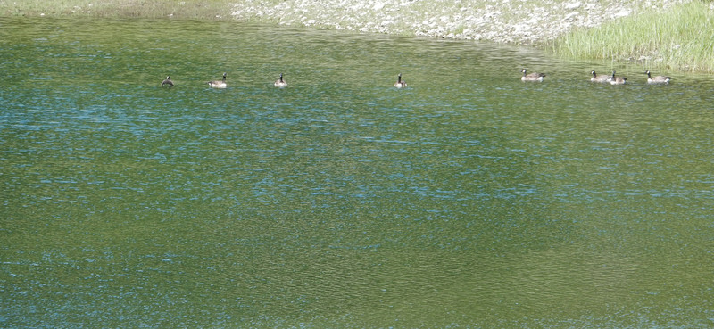 Geese on the water