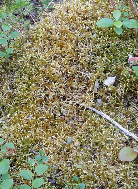 Tiny plants take over the forest floor.