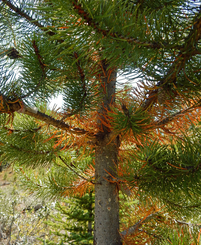 Red pine needles highlight the green.