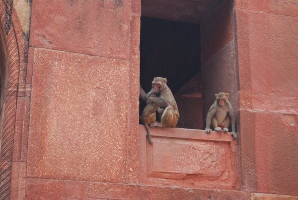 Agra Fort Monkeys