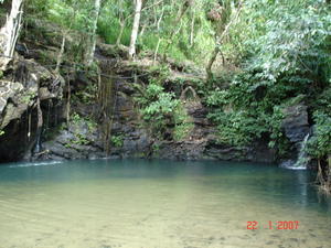 Jungle swimming pool