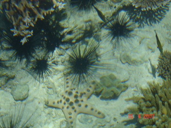 Spiky starfish and anenomes(?)