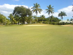 Palm fringed golf course