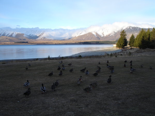 Some ducks and some snowy mountains at Lake Tekapo
