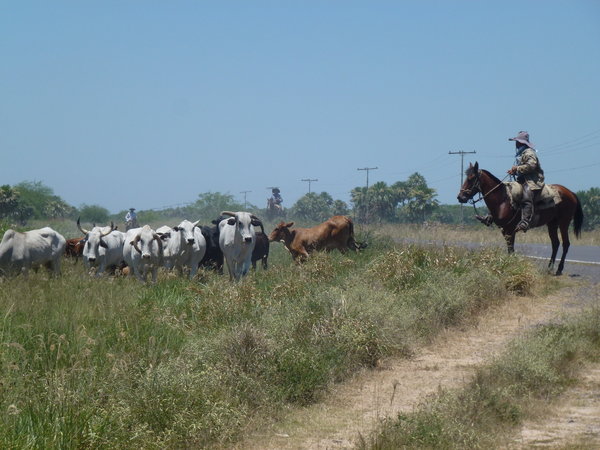 Keeping the Cattle off the Highway