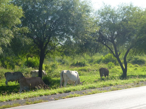 Cattle Along the Road