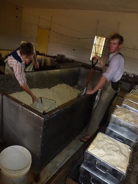 Making Cheese in Santa Rita Colony