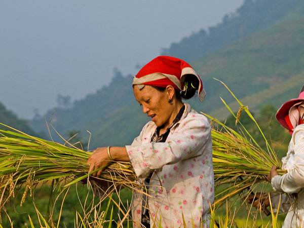 Hmong harvesting