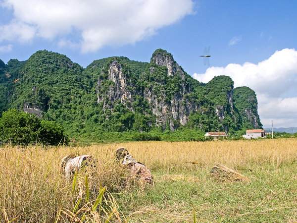 Rice harvest in Phong Nha