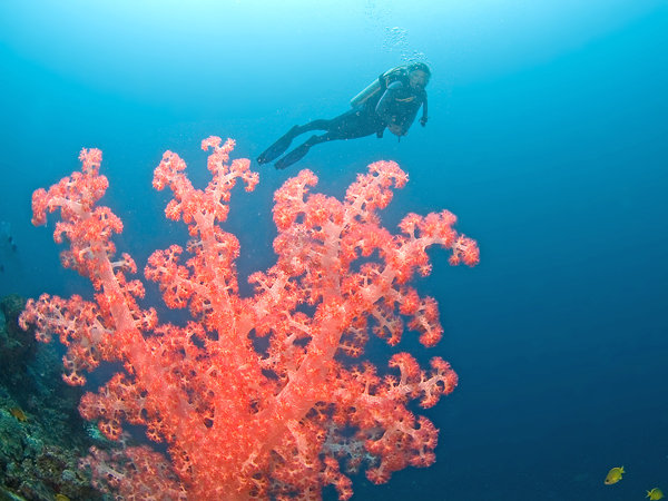 Soft coral and Inge