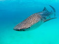 Free swimming whale shark