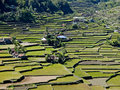 Hapao rice terraces