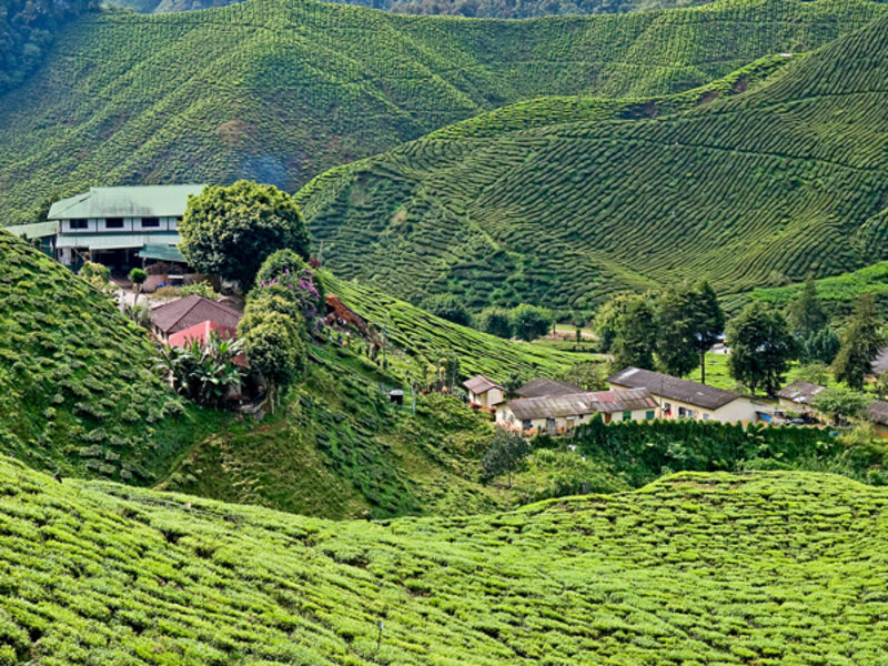 Bharat Tea plantation 2
