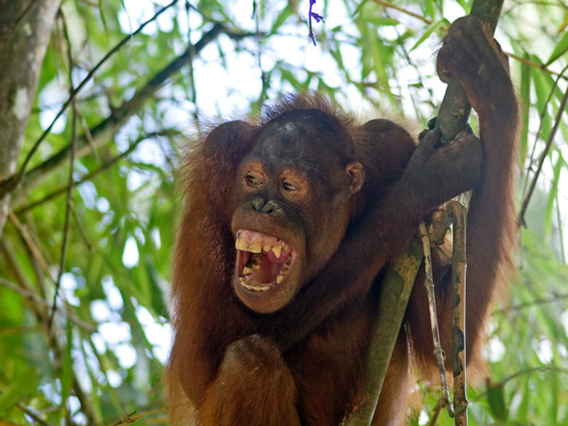 Orangutang ll