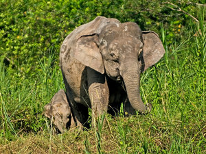 Borneo elefants
