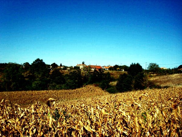 Fields at harvest