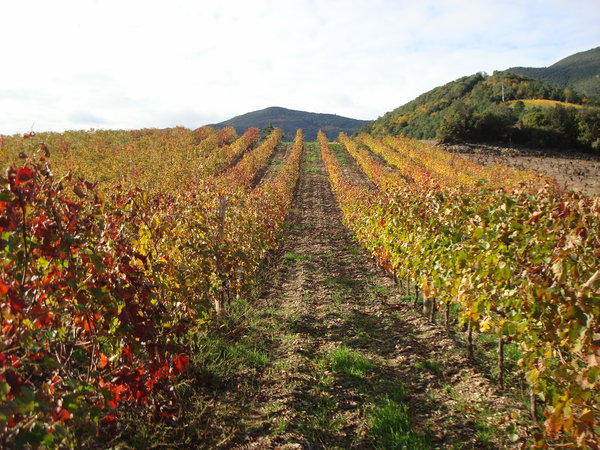 Fall vines in France