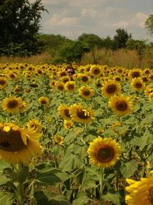 Sunflowers (again)