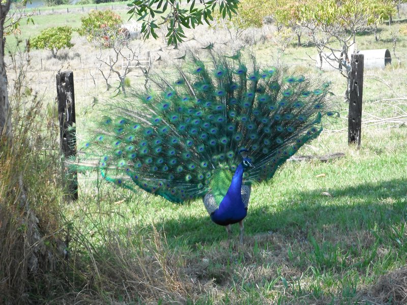 Peacock in Clarence Valley