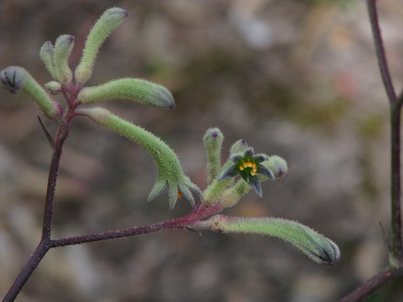 "kangaroo paw" plant
