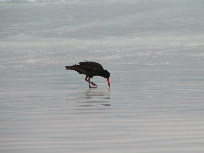 Oyster catcher at Lucky Bay