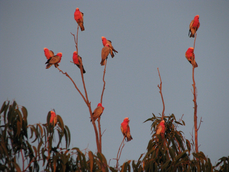 Pink and Gray Galahs on top of Gum Tree