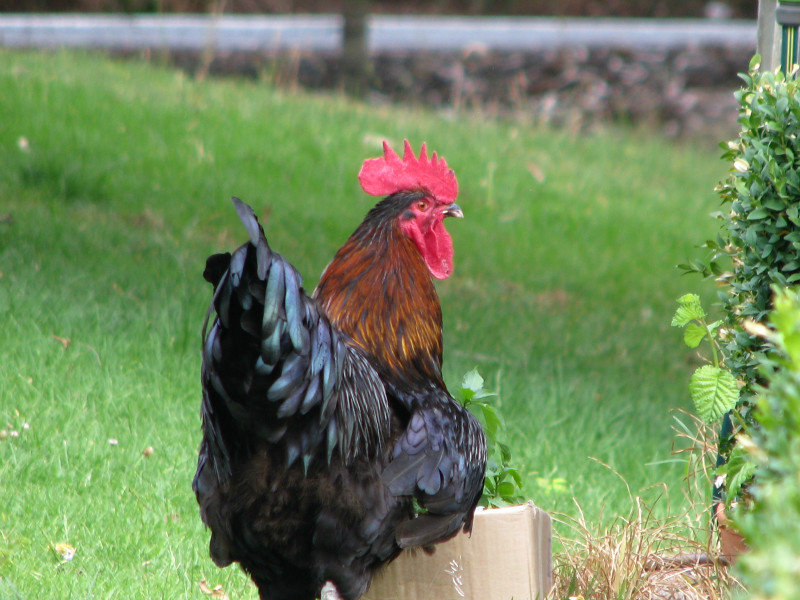 Noisy Rooster