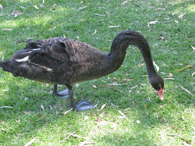 Black Swan in Adelaide