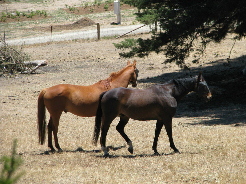 Horses relaxing in paddock