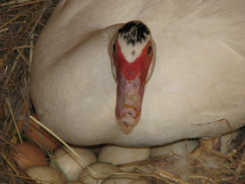 Duck guarding eggs