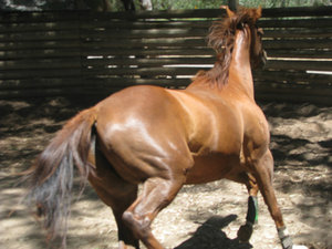 Horse working in Corral