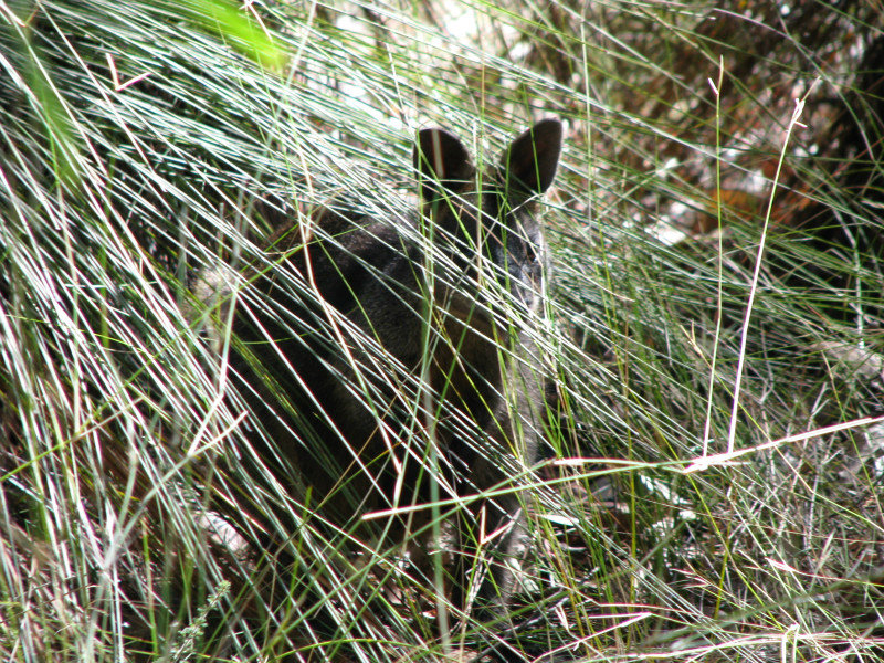 Wallaby looking out from grass tree