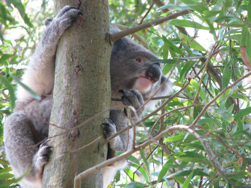 Koala at Tower hill Warnambool