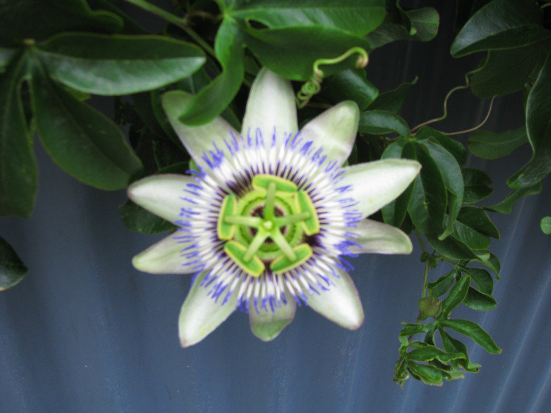 passion fruit flower...very cool