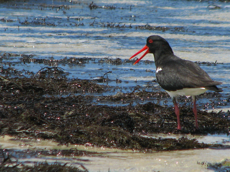 a pied oyster catcher