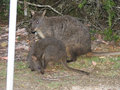 wallaby mom and joey visit our camp site