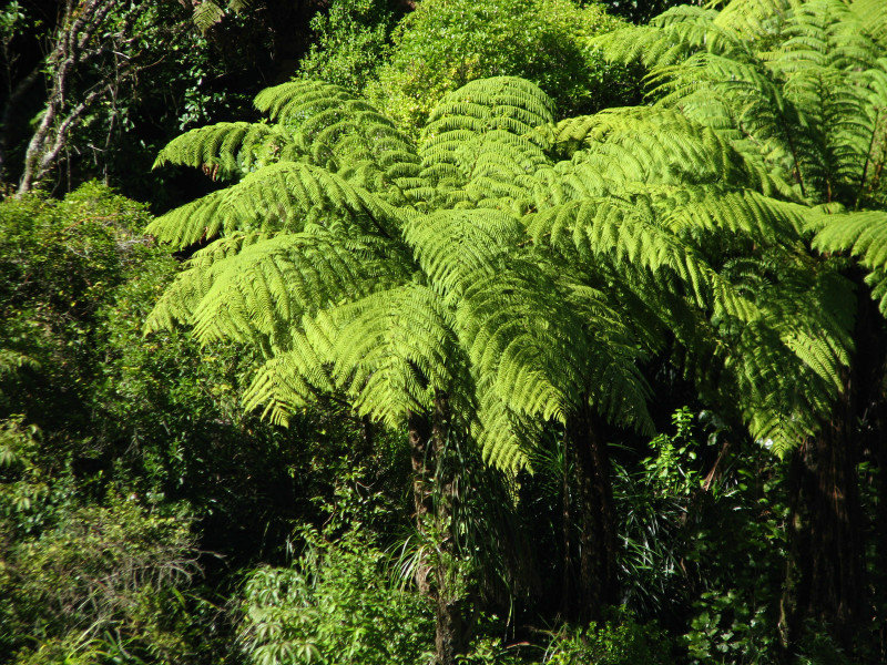 the ubiquitous fern tree