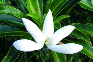 Tiare Apetahi Flower