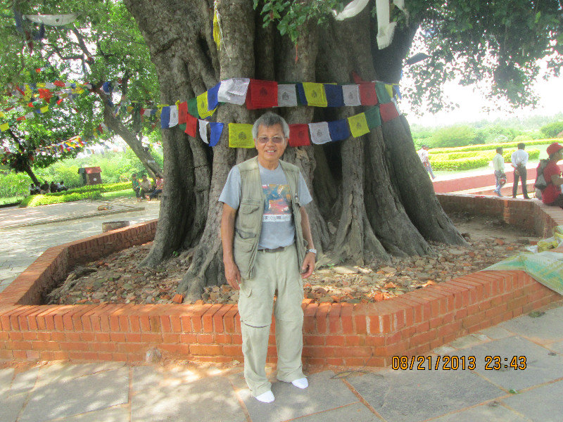 2000+ years Bo De(Bodhi) tree