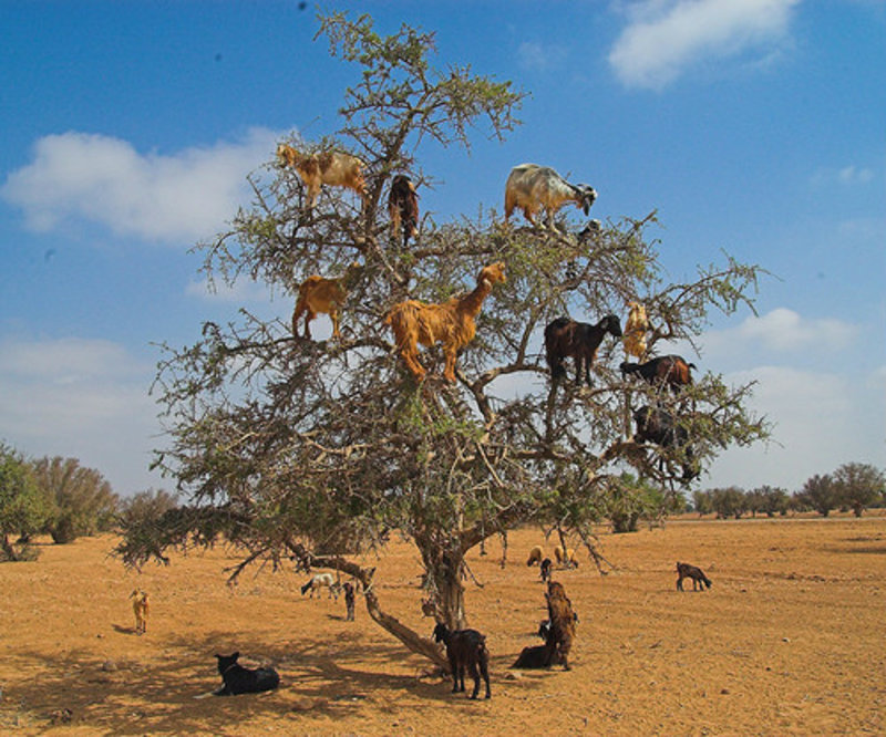 Goats-in-Argan-Tree