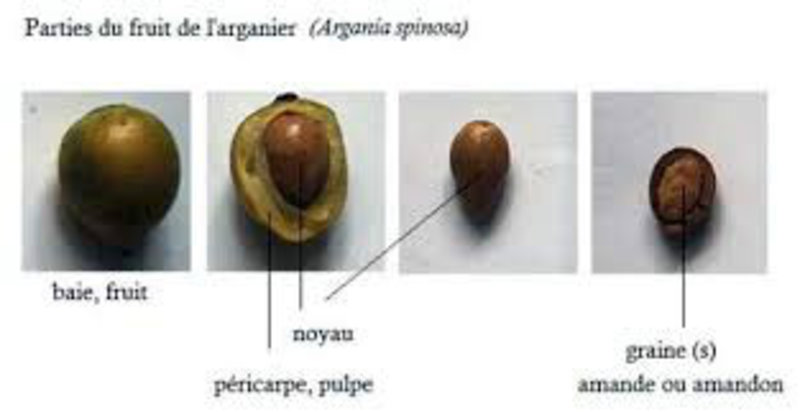 Argan fruit