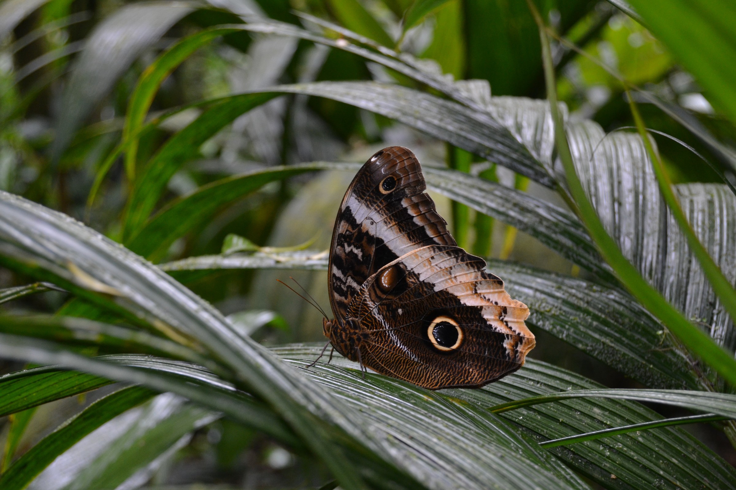 Animals of the forest | Photo